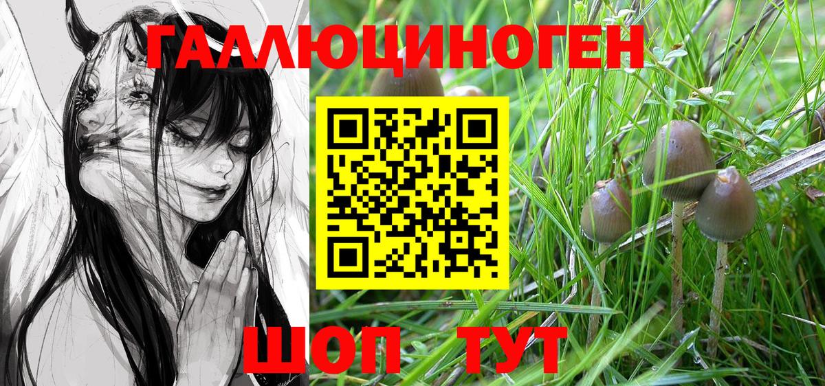 Галлюциногенные грибы Psilocybe Ярославль